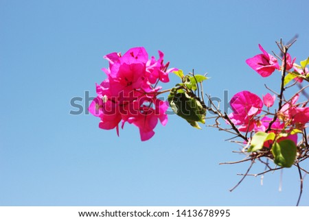 a bougainvillea flower with flowers
