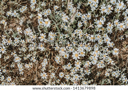 Daisy flowers field close up with sun flares. Beautiful nature scene with blooming medical camomile. Top view beautiful nature background toned with soft light style