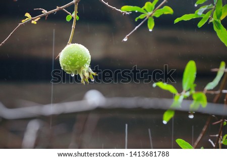tree branch with green pomegranate fruit, nature, out door, rain,