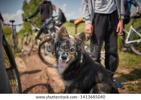 happy dog and bicycle on the background