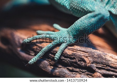 Exotic colourful reptile chameleon closeup macro detailed