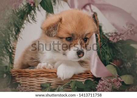 Welsh corgi pembroke puppy in flowers