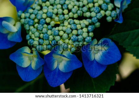 Beautiful blue or red hydrangea flowers