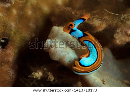  Sea slug Thuridilla lineolata. Underwater macro picture from diving in Ambon, Indonesia
