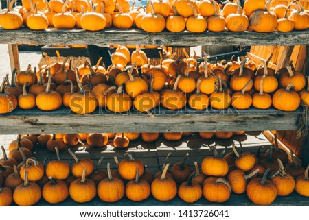 Beautiful rows of pumpkins displayed for autumn holidays.