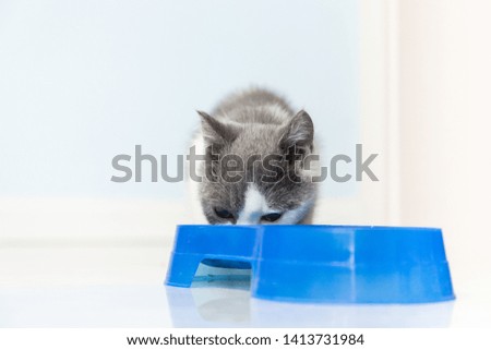 A blue-and-white short-haired kitten eats cat food on the floor in the living room.