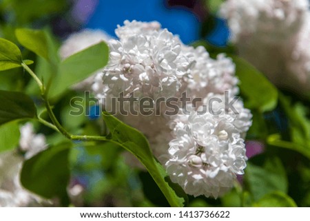 white lilac on a branch in early summer in the sunlight