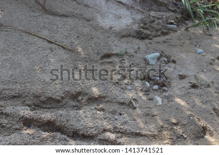 A tiger footprint in a jungle