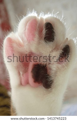 Paw of a cat close up. Pink and black and white skin on the cat's foot. Domestic cat.