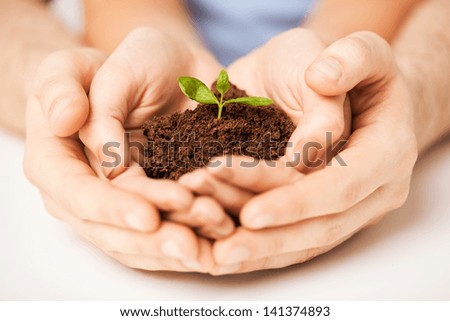 picture of couple hands with green sprout and ground