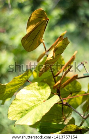 Bauhinia aureifolia leaves on tree, nature plant