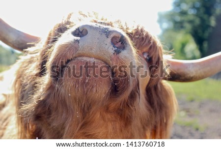 picture of a wild Scottish cow