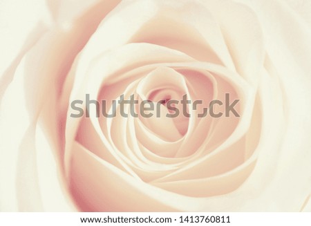 vintage  macro shot of beautiful apricot color rose flower. floral background