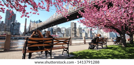 Buildings in Manhattan and cherry blossoms from Roosevelt Island, New york city / USA