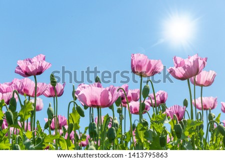 Poppy flowers on a sunny summer day