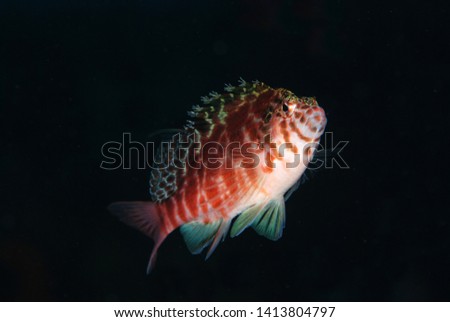Spotted Hawkﬁsh (Cirrhitichthys aprinus). Underwater world, diving, macro photography. Tulamben, Bali, Indonesia.