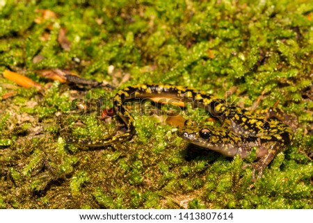 Green Salamander close up (Aneides aeneus) 