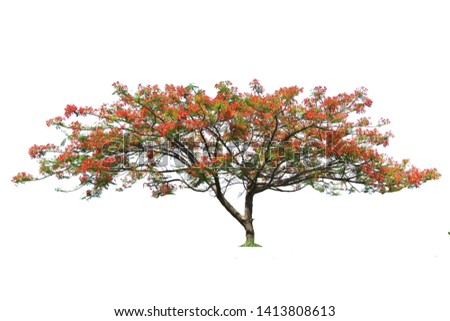 Red flowering trees by season