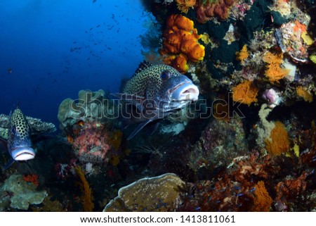 Harlequin Sweetlips fish (Plectorhinchus chaetodonoides). Amazing underwater world - Raja Ampat, Papua Indonesia. Wide angle photography.
