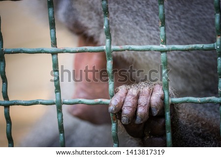 jacketed baboon in the zoo
