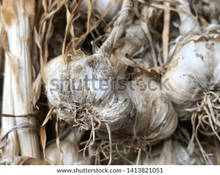 Garlic is aromatic Vitamin healthy food spice image. Royalty-Free Stock Photo #1413821051