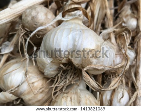 Garlic is aromatic Vitamin healthy food spice image. Royalty-Free Stock Photo #1413821069