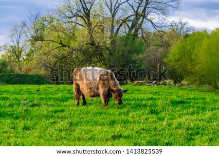 Beautiful bovine picture featuring beef cow grazing on fresh green pasture 
