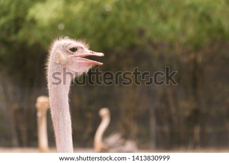 Close up ostrich head. Pattern ostrich