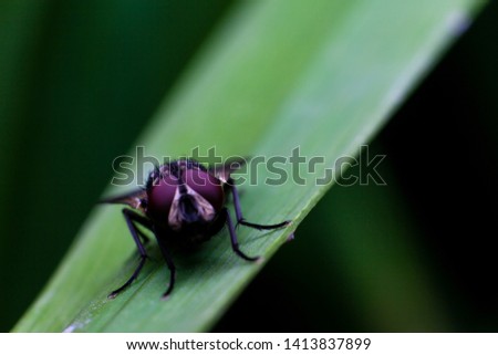 Close up of fly on black background. Green leaves with flies. wildlife of nature background. Concept of wildlife.