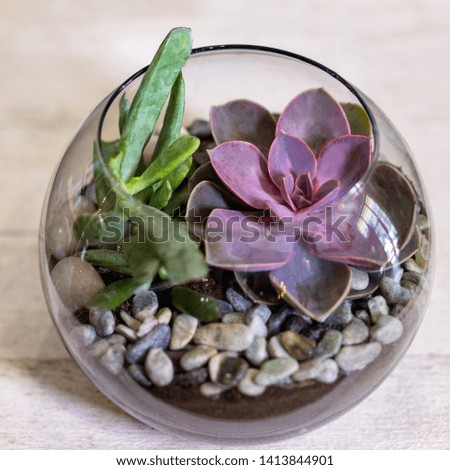 Beautiful echeveria elegans succulent plant terrarium in glass