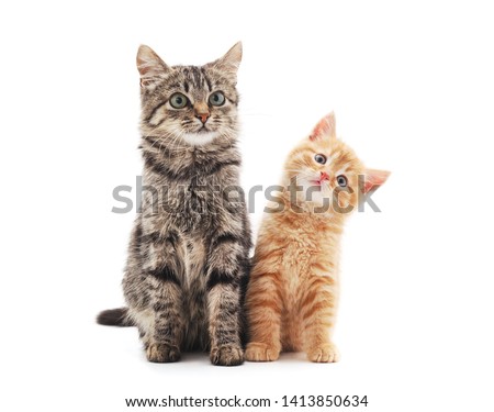 Two small kittens isolated on a white background.