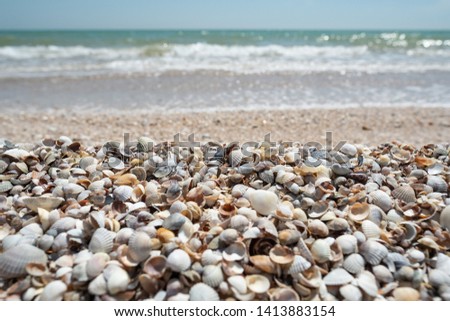 Selective focus seashells close up sea beach