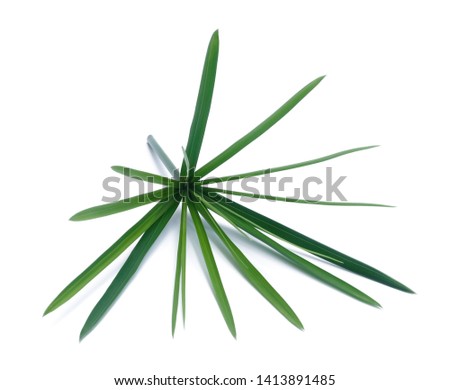 Sedge green leaf isolated on white background.
