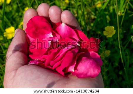 Red rose petals in the palms. Hand with red petals. a wonderful picture of roses- reaching red rose