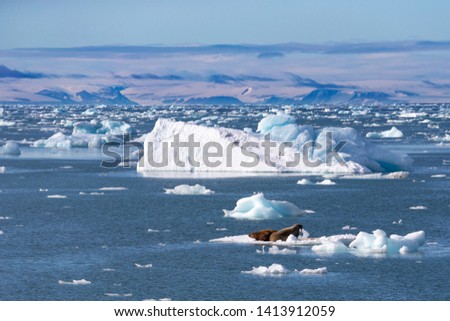 Walrus on ice near of Svalbard