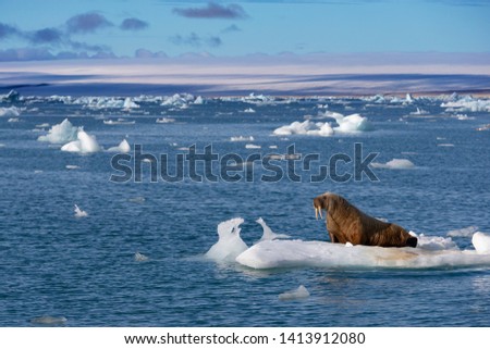 Walrus on ice near of Svalbard