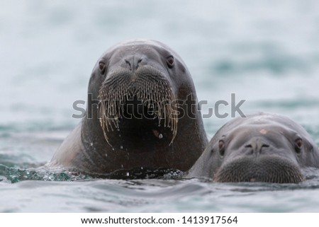 Walrus swimming in the water around Svalbard