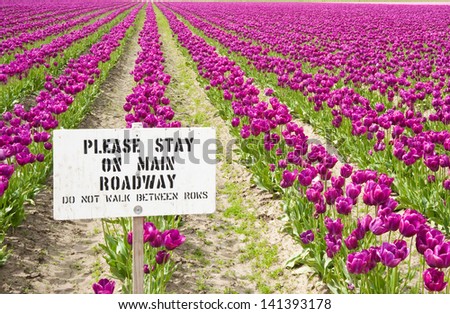 Purple tulips and sign in Skagit Valley