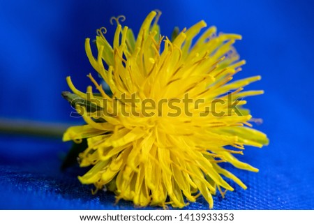 Bright yellow dandelion flower closeup on blue background
