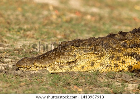Nile Crocodile (Crocodylus niloticus), Chobe river, Chobe National Park, Botswana.