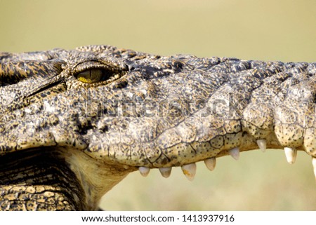 Nile Crocodile (Crocodylus niloticus), Chobe river, Chobe National Park, Botswana.