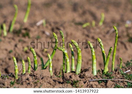 asparagus harvest of green asparagus on the field Royalty-Free Stock Photo #1413937922