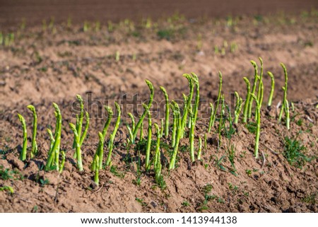 green asparagus grows on the field Royalty-Free Stock Photo #1413944138