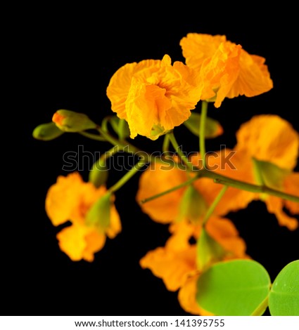 yellow cassia flowers isolated on black background