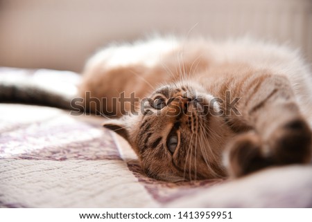 The domestic cat lies on a bed and is heated under sunshine from a window. Royalty-Free Stock Photo #1413959951