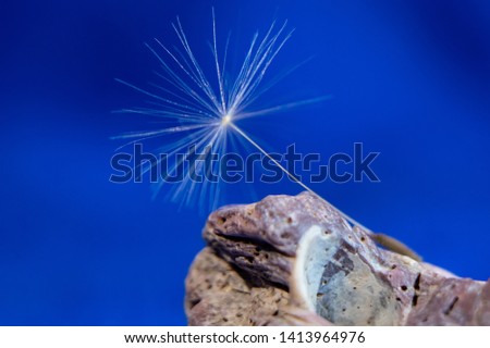 Light, fluffy, airy dandelion seed lies on a beautiful stone. Sky-blue background.  Macrophotography. Free space for text.