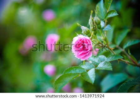 picture of an easy red Rosa nutkana flower that thrives and is beautiful with blooming petals. images can be used as background or wallpaper.