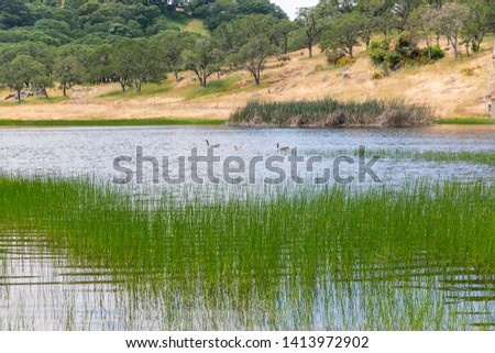 Goslings Paddle in Rockville Hills Regional Park, California. Royalty-Free Stock Photo #1413972902