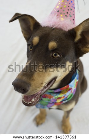 A mutt dog poses in a birthday outfit; hat and bandanna