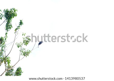 Local tropical bird sitting on the top of a tropical tree on white isolated background 